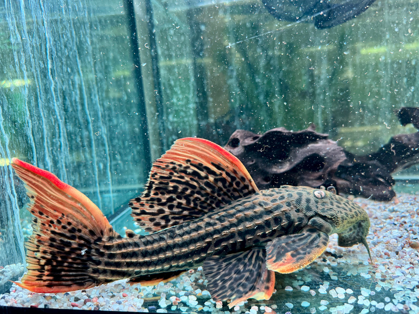 L25 7 Pointer Sao Felix Rotflossen Kaktuswels Pseudoacanthicus pirarara 25-28 cm