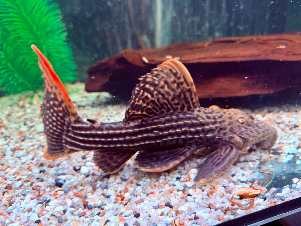 L25 Rotflossen Kaktuswels Pseudoacanthicus pirarara 23-25 cm