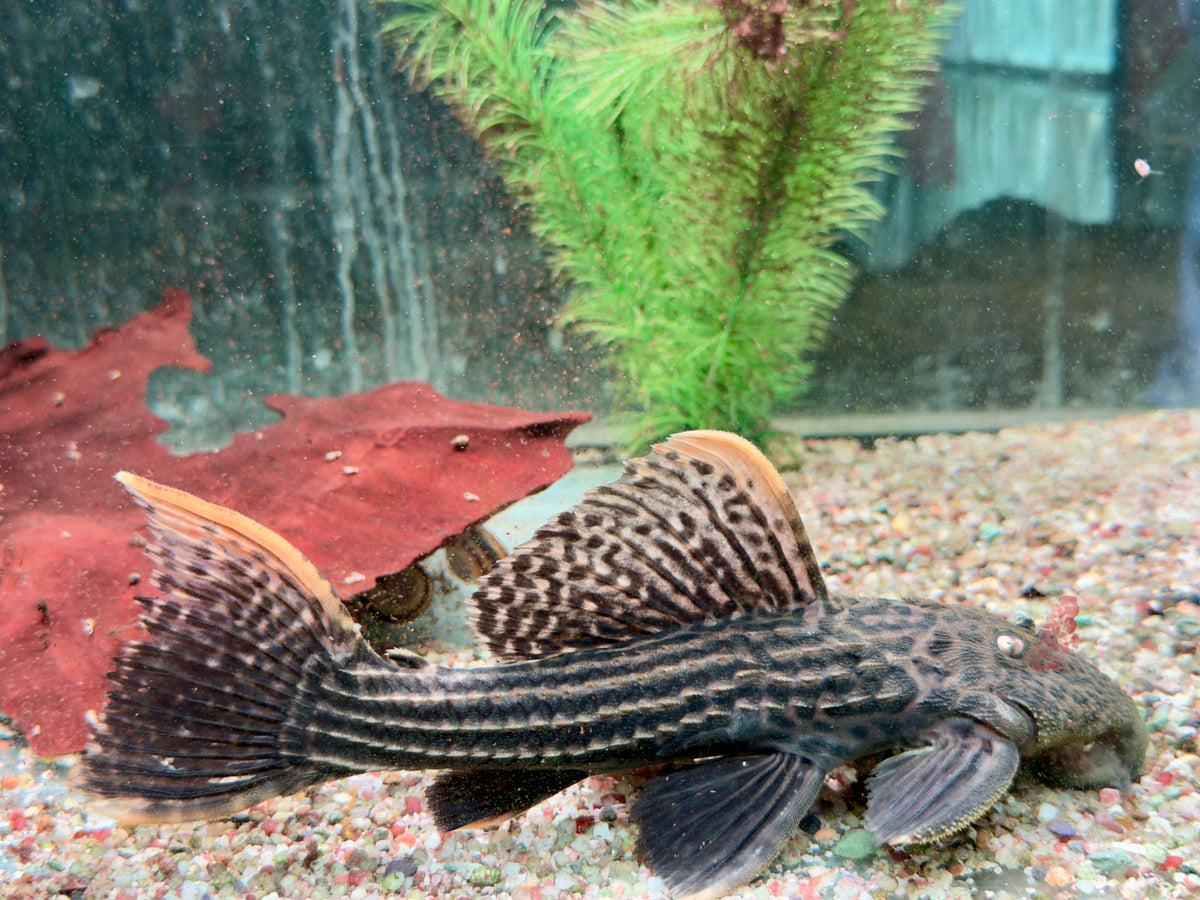 L25 Rotflossen Kaktuswels Pseudoacanthicus pirarara 23-25 cm