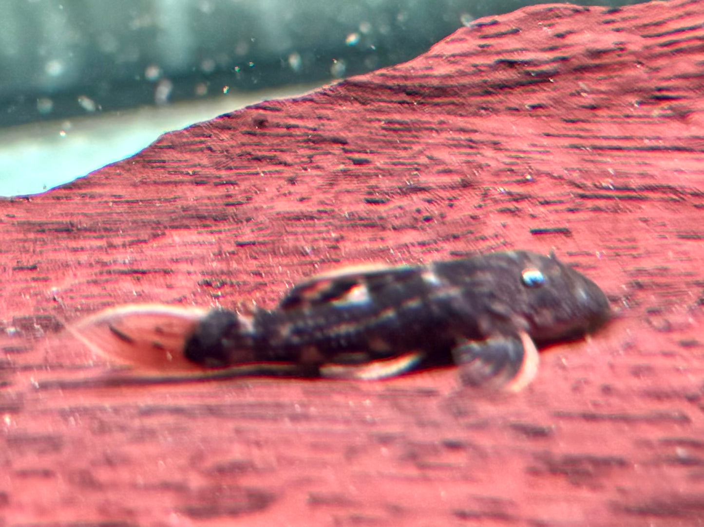 L25 Rotflossen Kaktuswels Pseudoacanthicus pirarara 3,5-4 cm NZ