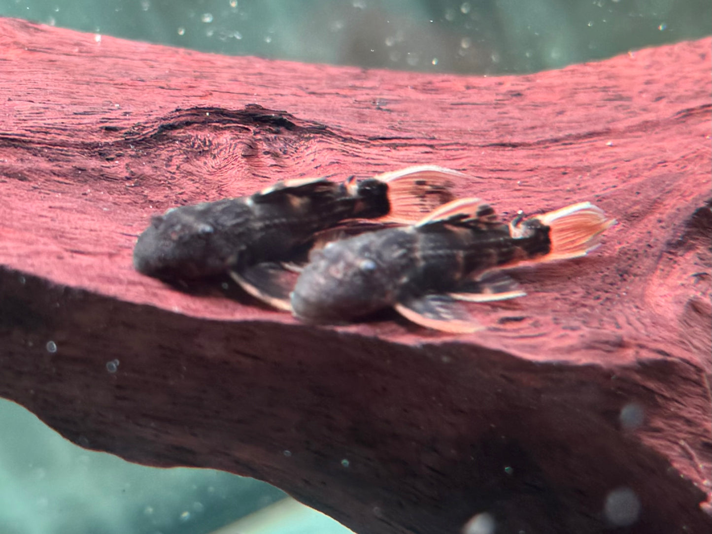 L25 Rotflossen Kaktuswels Pseudoacanthicus pirarara 3,5-4 cm NZ