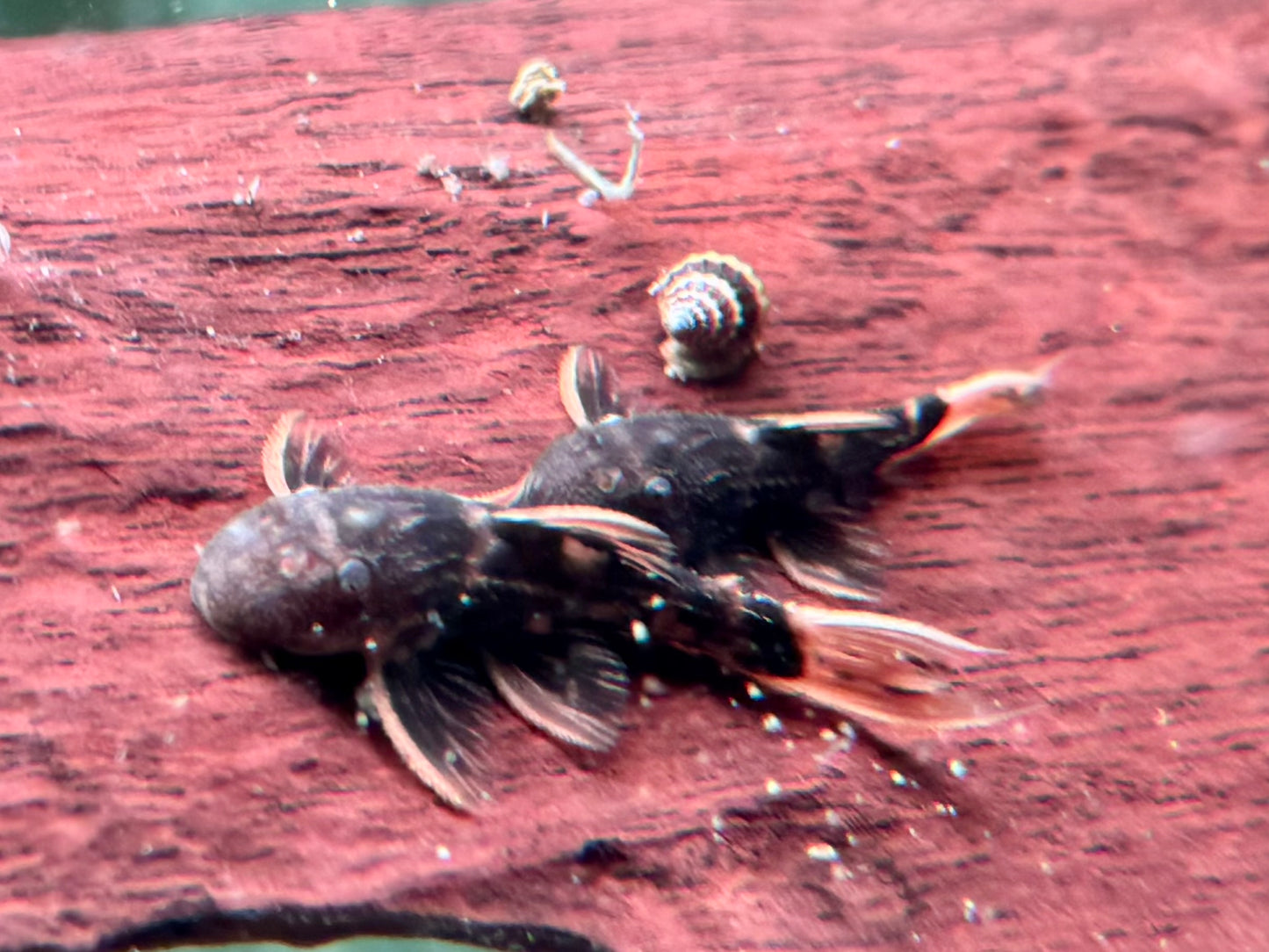 L25 Rotflossen Kaktuswels Pseudoacanthicus pirarara 3,5-4 cm NZ