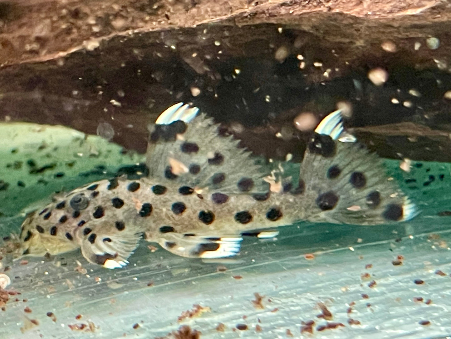L264 Weißspitzen Rüsselzahnwels Leporacanthicus joselimai