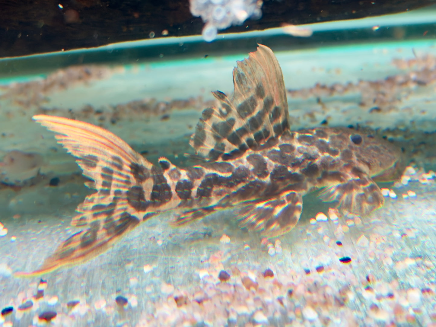 L273 Titanic Kaktuswels Pseudacanthicus sp 8,5-11 cm