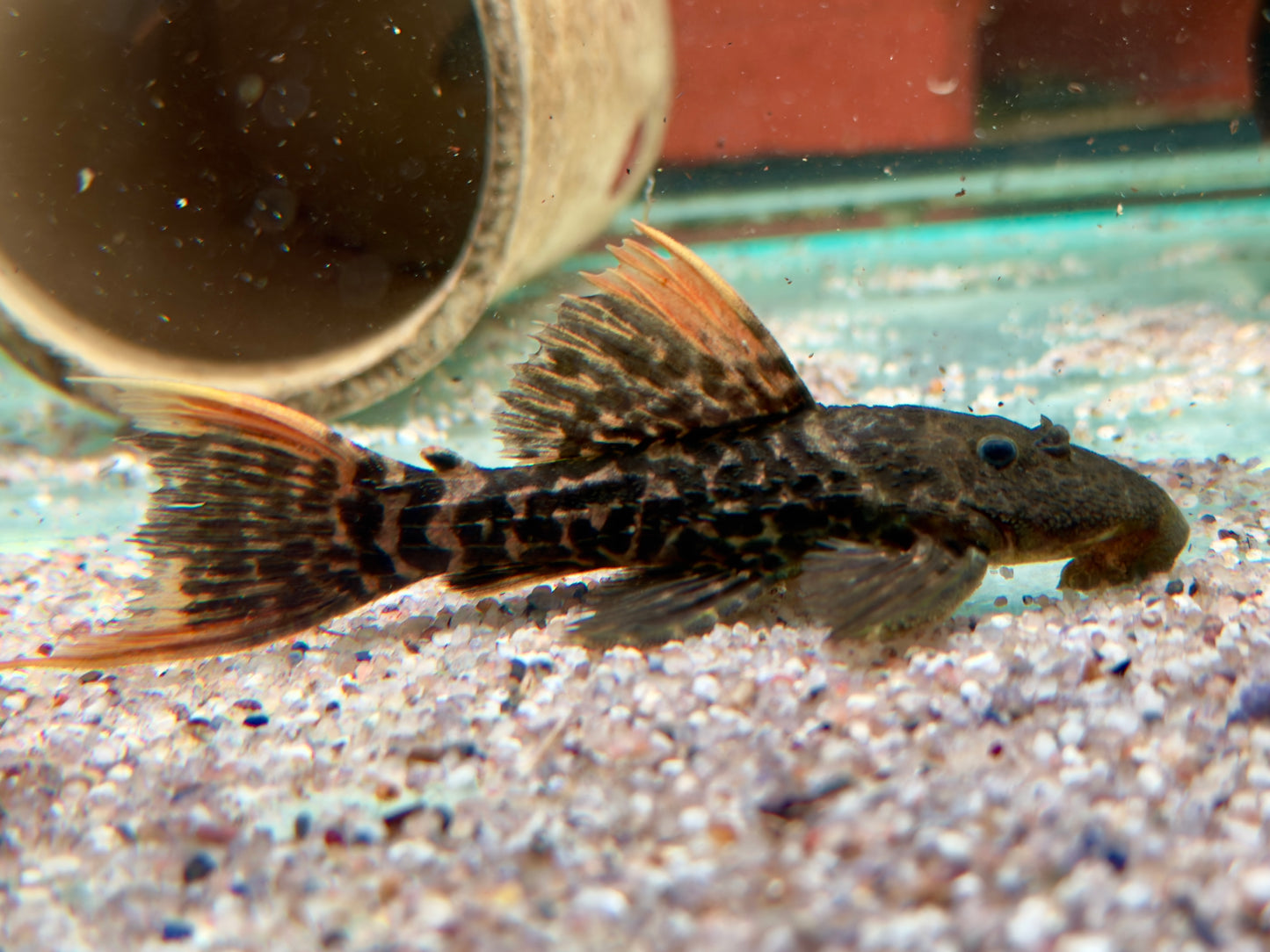 L273 Titanic Kaktuswels Pseudacanthicus sp 8,5-11 cm