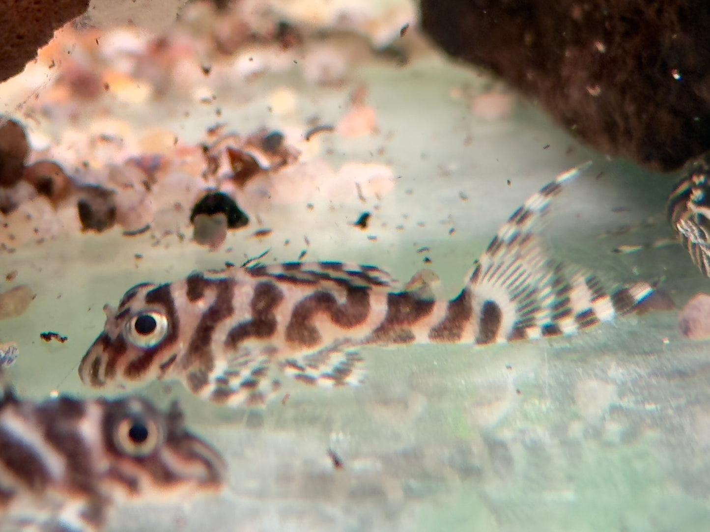 L333 Königstiger Harnischwels Hypancistrus spec