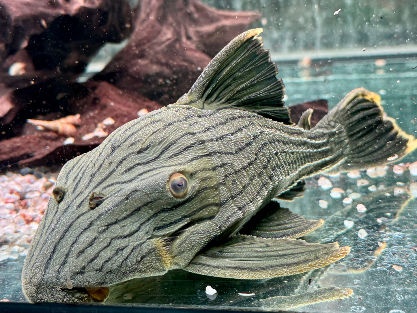 L418 Panaque cf. titan Shampupa 21-23 cm
