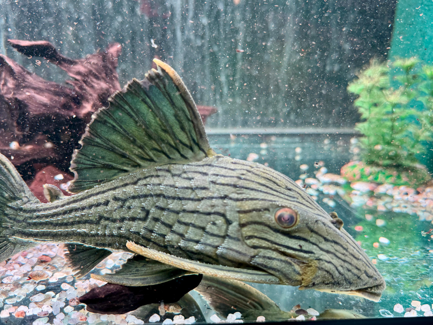 L418 Panaque cf. titan Shampupa 21-23 cm
