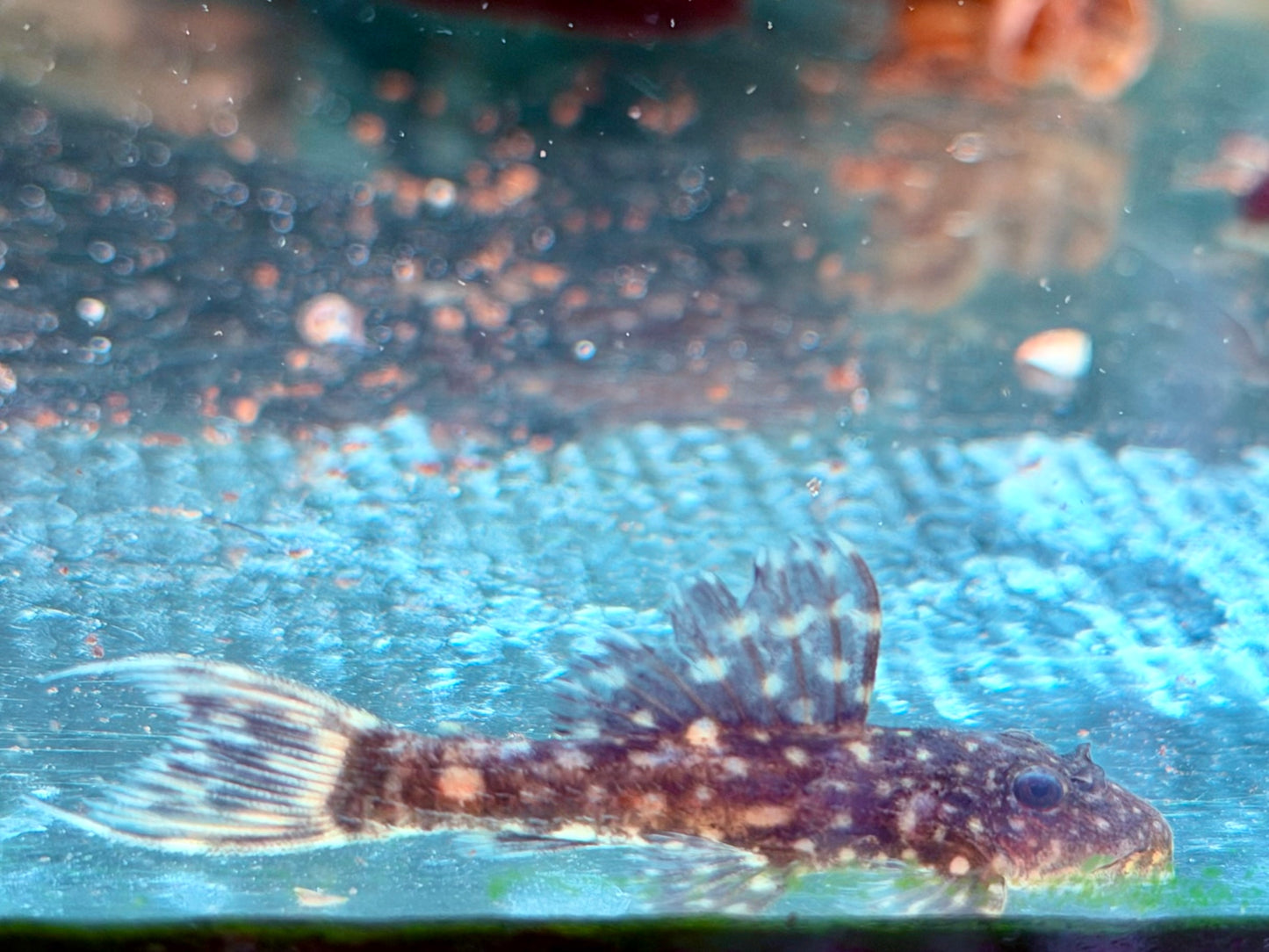 L452 Mustang Kaktuswels Pseudacanthicus sp. NZ 4,5-5,5 cm