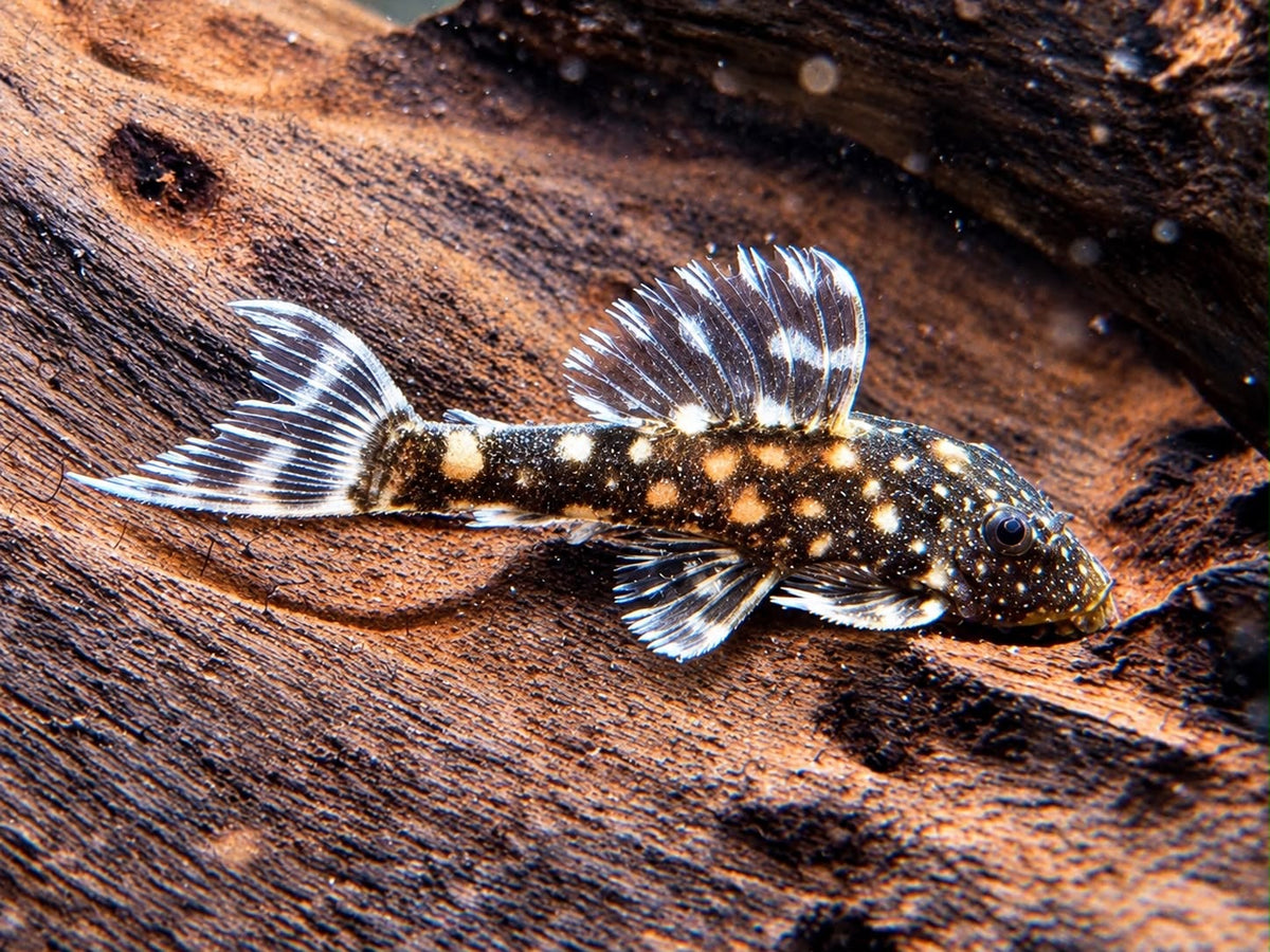 L452 Mustang Kaktuswels Pseudacanthicus sp. NZ 4,5-5,5 cm
