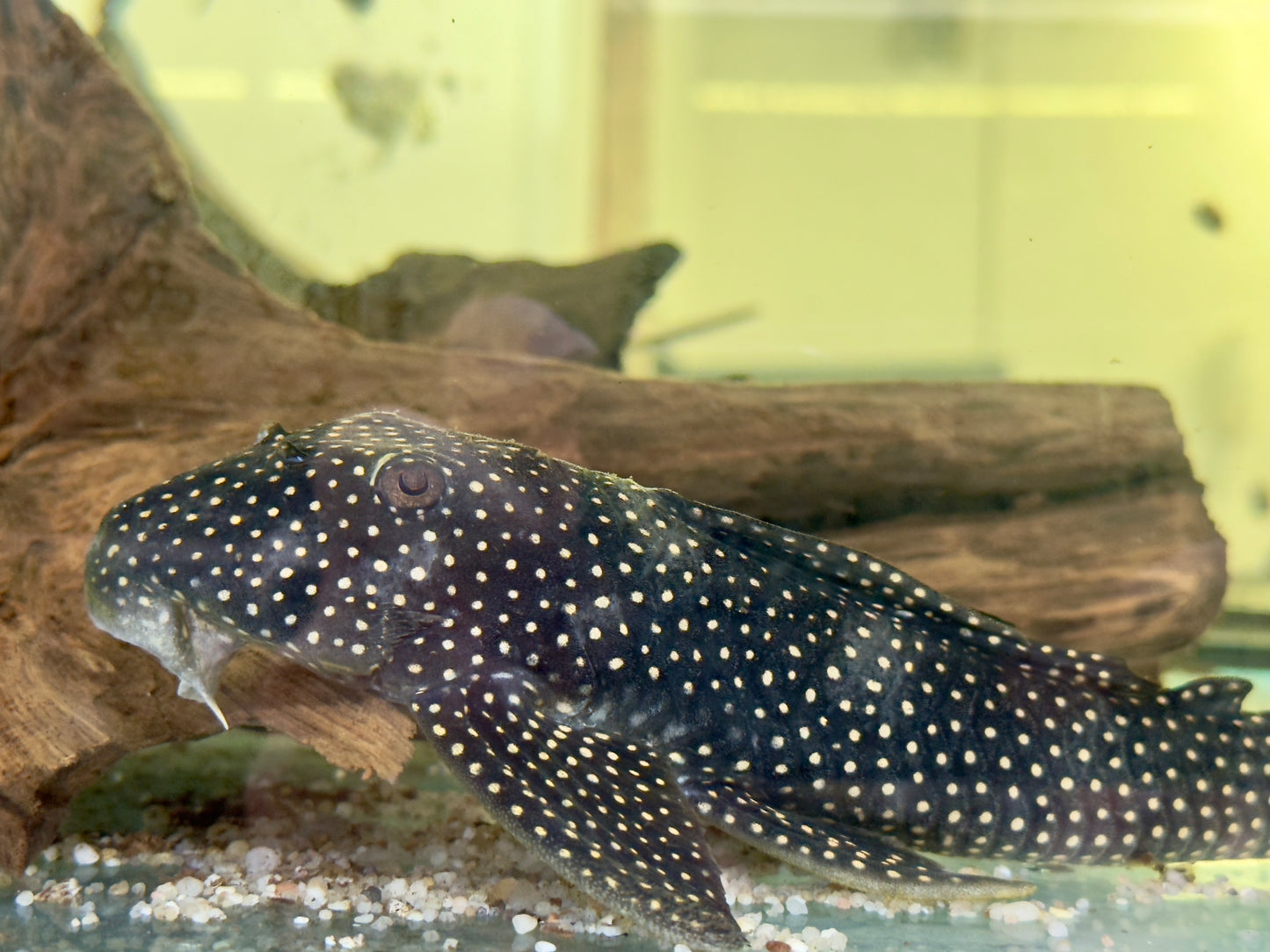 L48 Scobinancistrus cf. pariolispos 22-25 cm