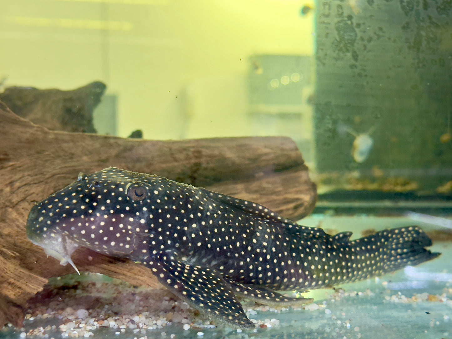 L48 Scobinancistrus cf. pariolispos 22-25 cm