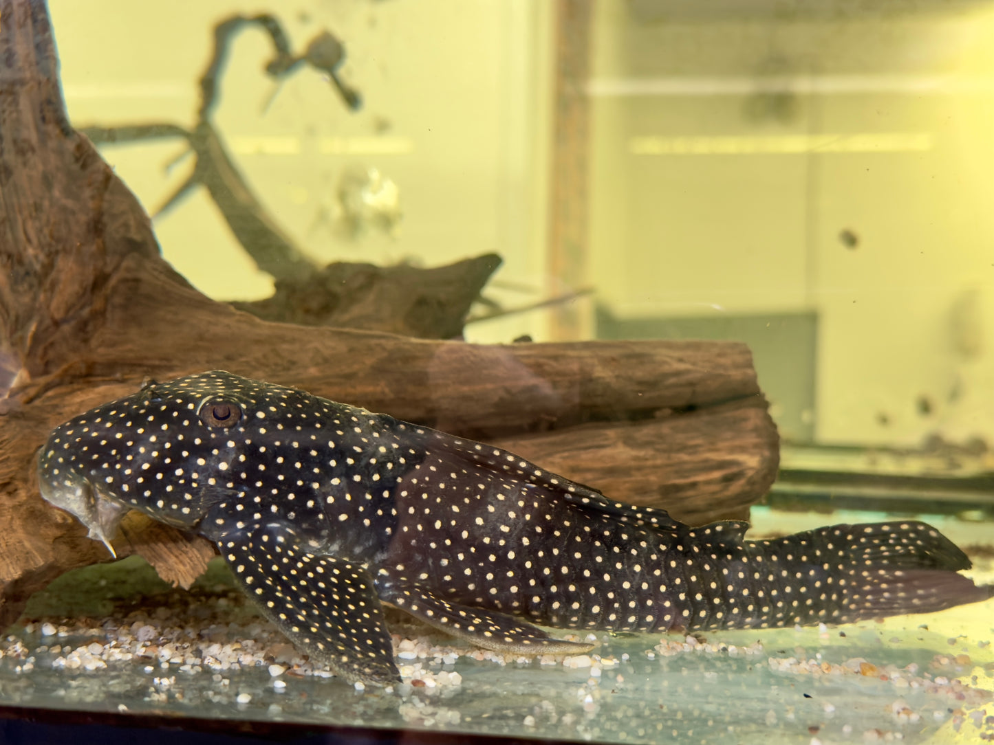 L48 Scobinancistrus cf. pariolispos 22-25 cm
