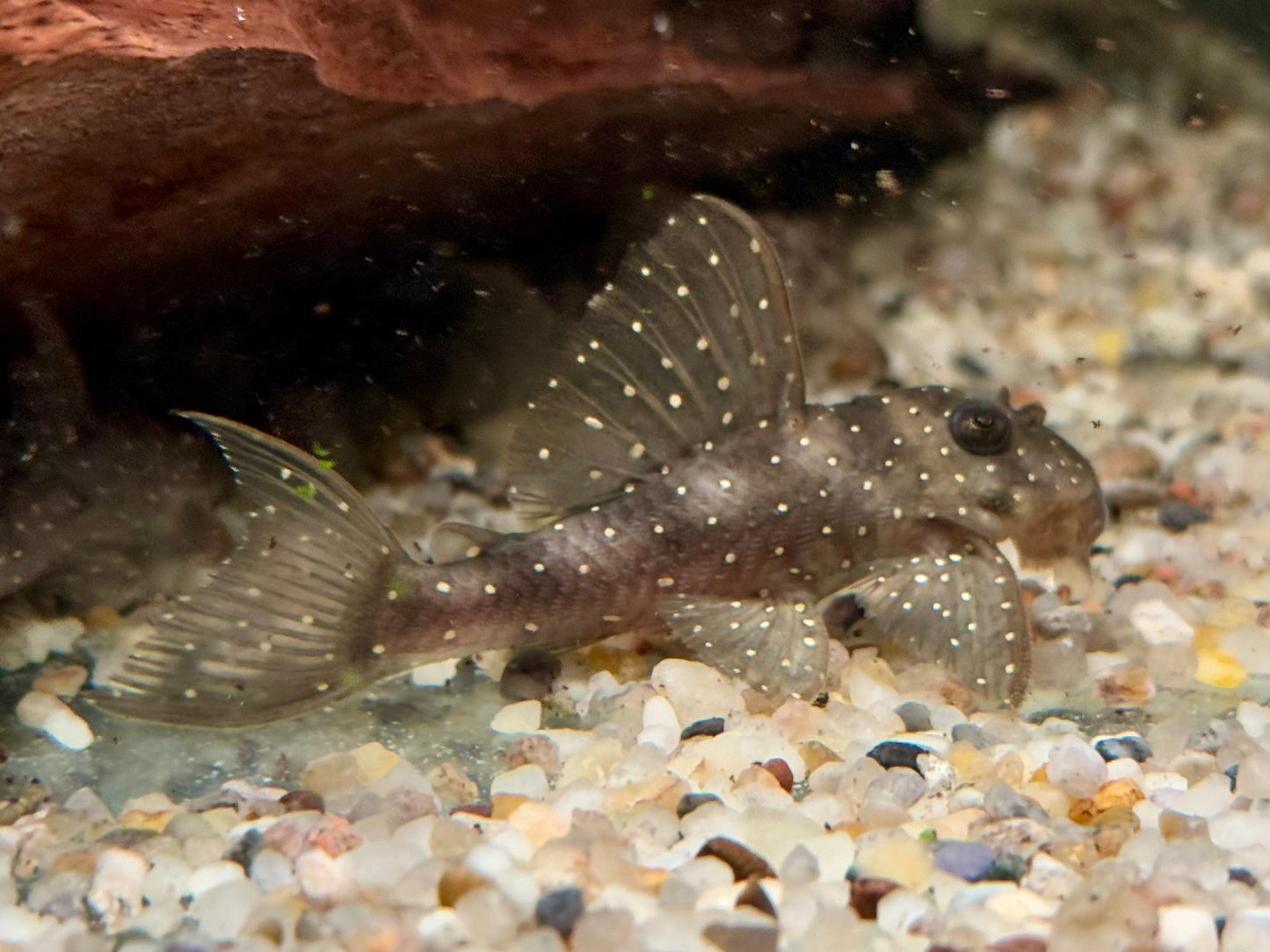L4 Engelsharnischwels L28 Hypancistrus sp. L73