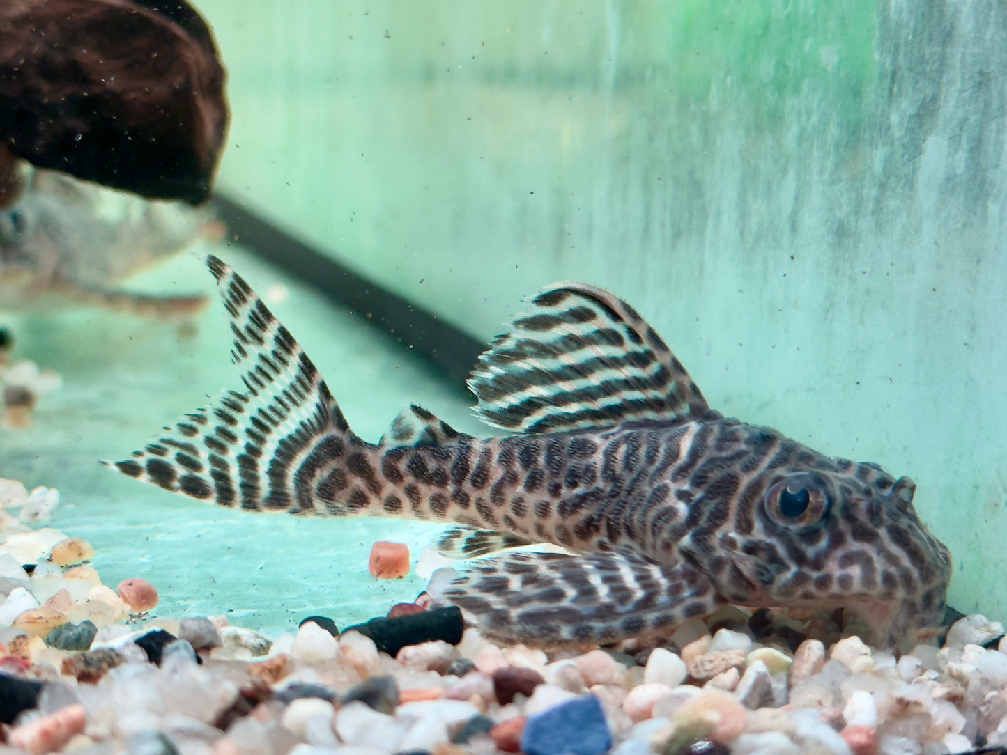 L66 Königstiger Harnischwels Hypancistrus spec. King Tiger Pleco 7-9 cm
