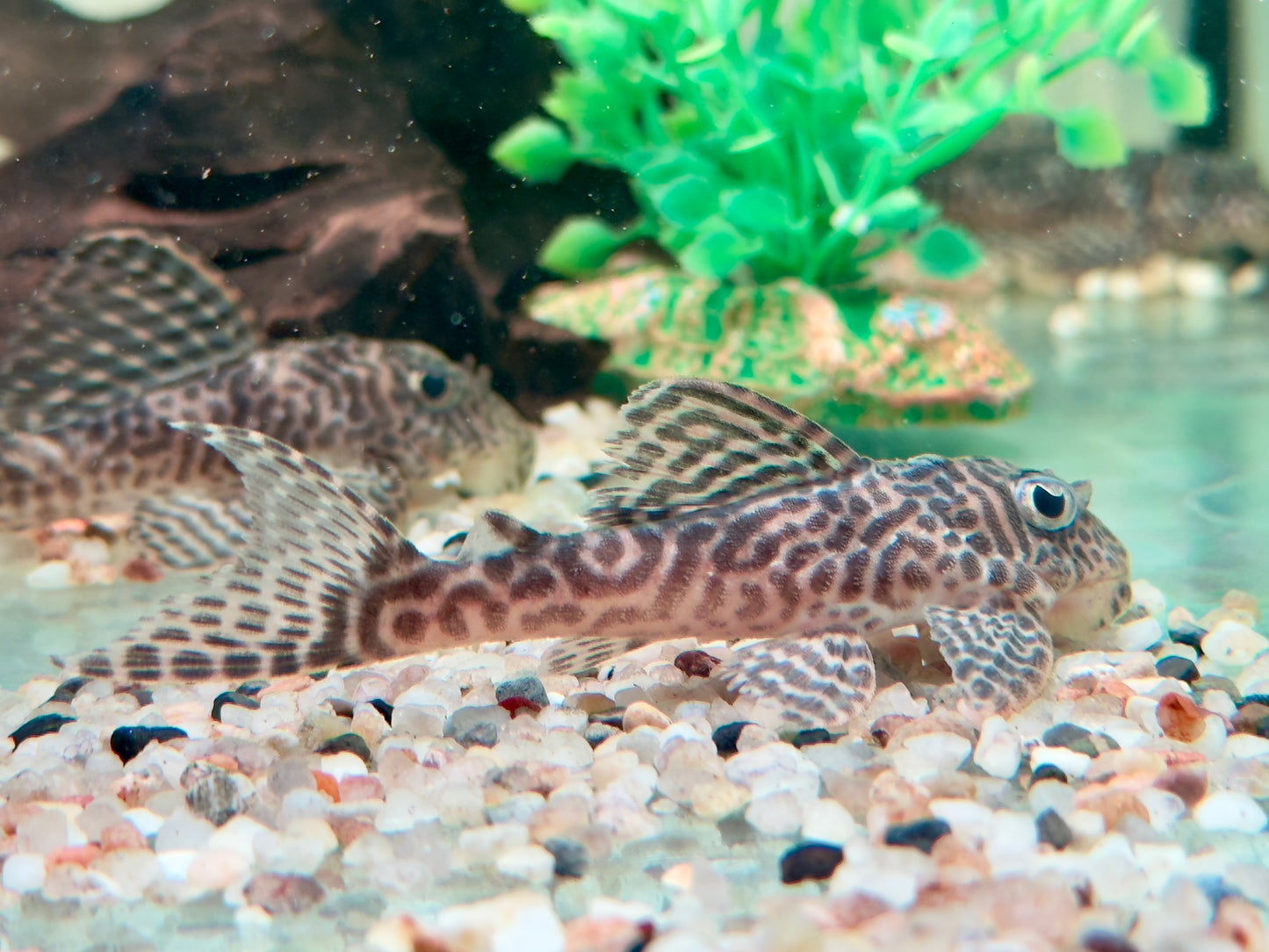 L66 Königstiger Harnischwels Hypancistrus spec. King Tiger Pleco 7-9 cm