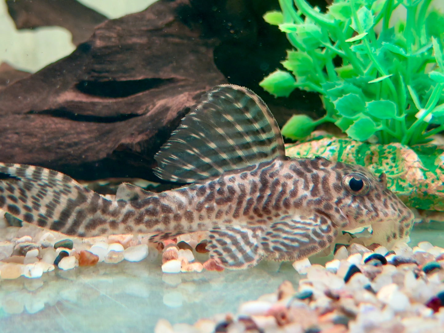 L66 Königstiger Harnischwels Hypancistrus spec. King Tiger Pleco 7-9 cm
