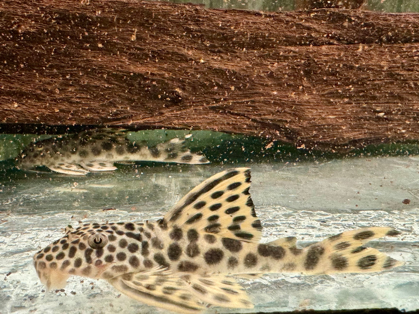 L75 Ancistomus cf. sabaji Leopard Trugschilderwels