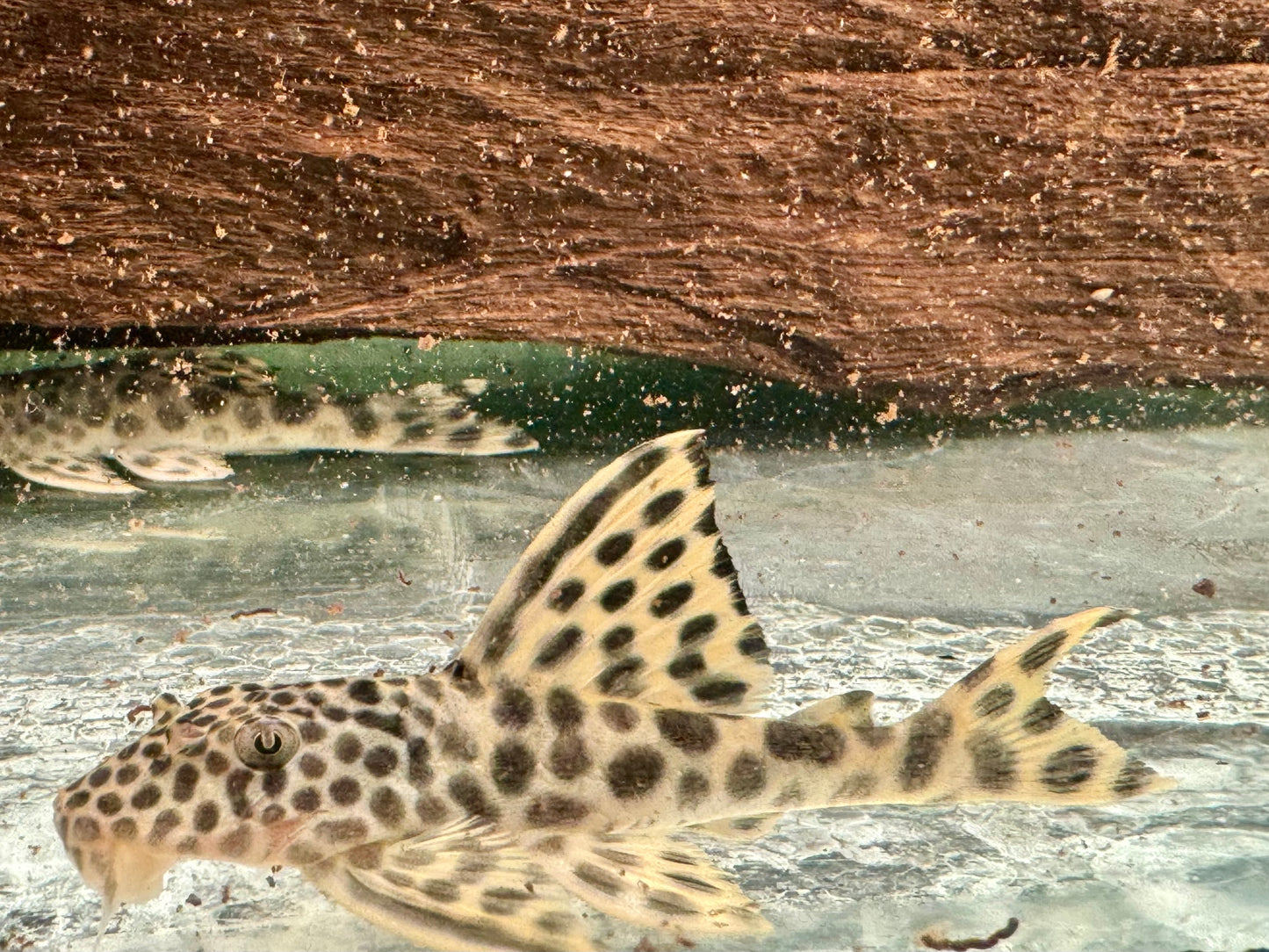 L75 Ancistomus cf. sabaji Leopard Trugschilderwels