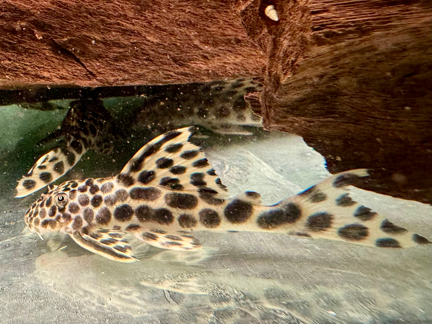 L75 Ancistomus cf. sabaji Leopard Trugschilderwels