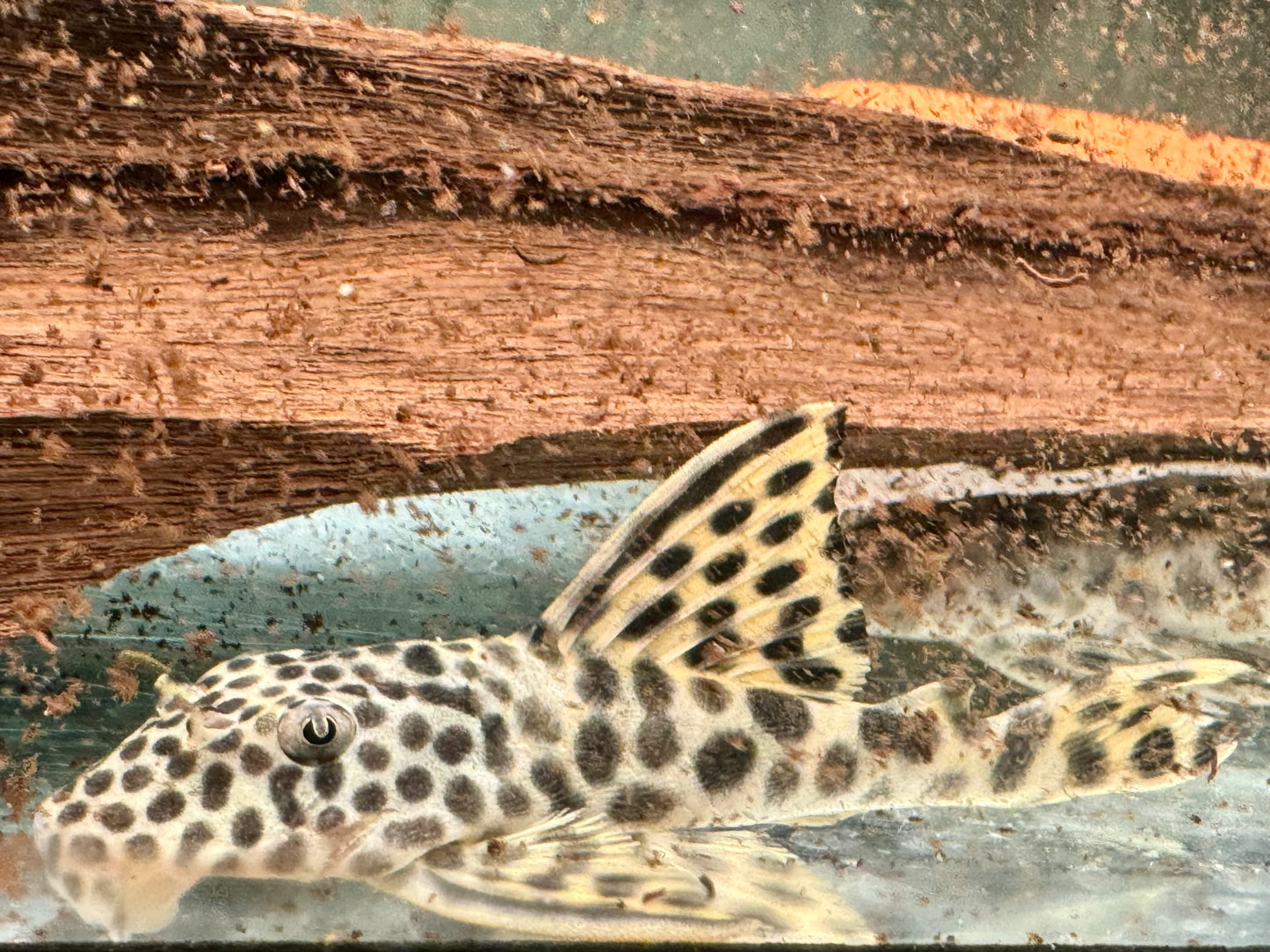 L75 Ancistomus cf. sabaji Leopard Trugschilderwels