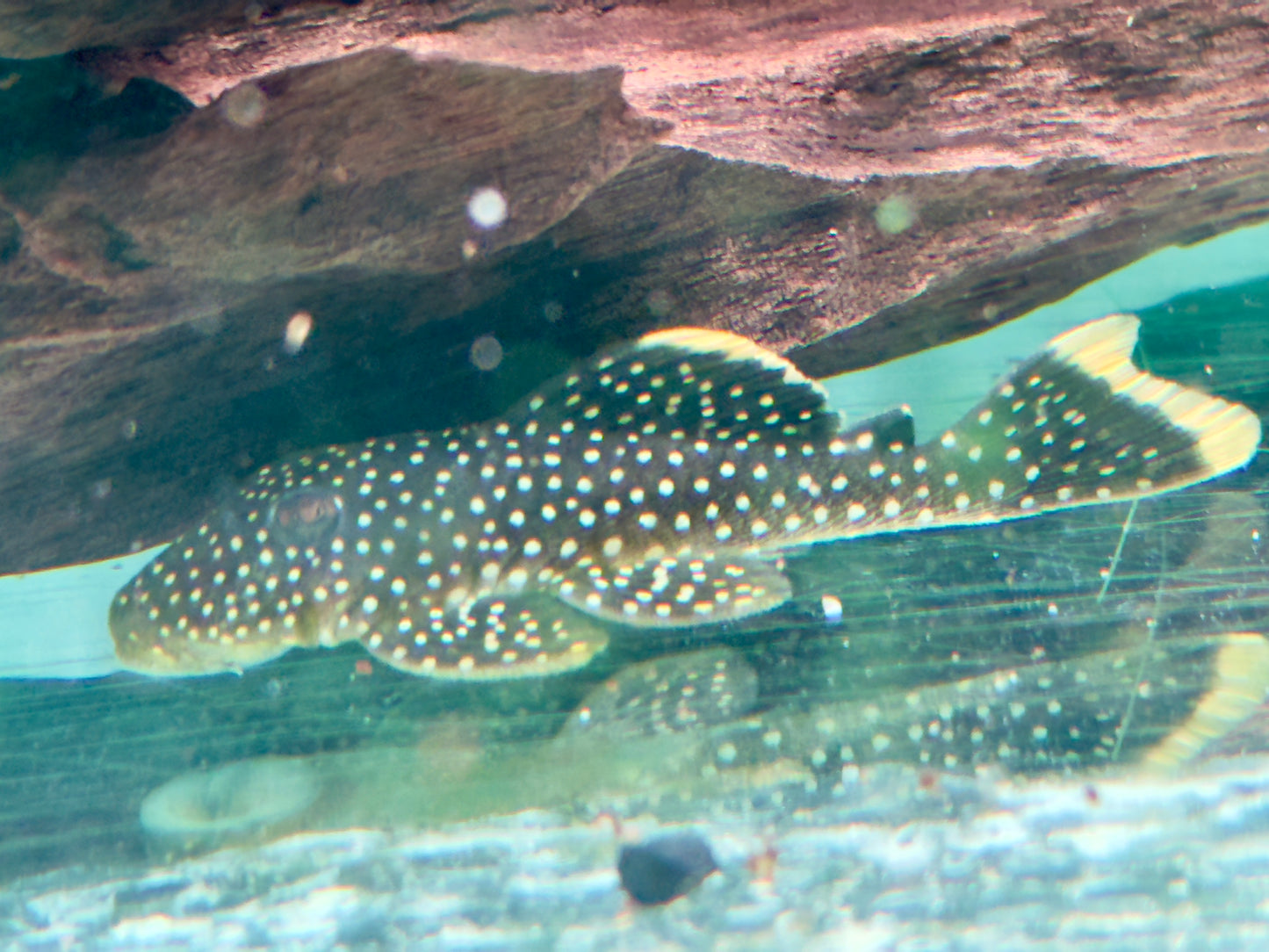 L81 Gelbsaum Prachtharnischwels Baryancistrus xanthellus 6,5-8cm