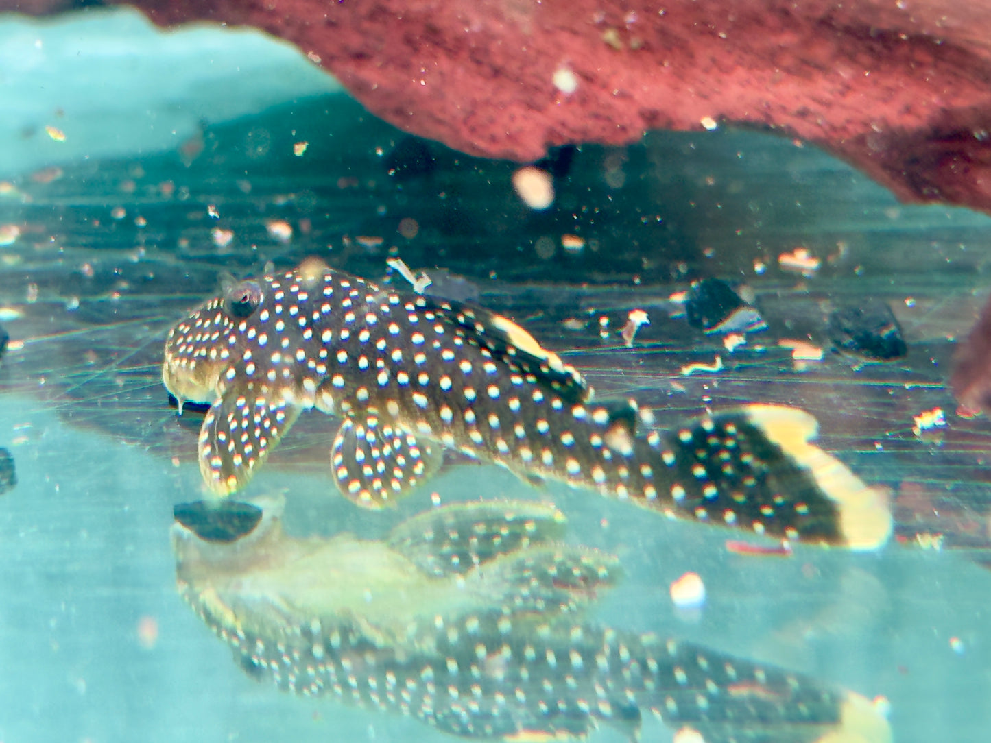 L81 Gelbsaum Prachtharnischwels Baryancistrus xanthellus 6,5-8cm