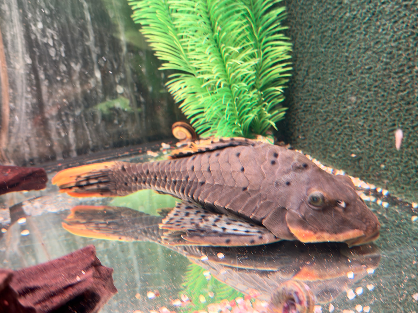L95 Tannenzapfenwels Pseudorenilepis genibarbis 28-32cm