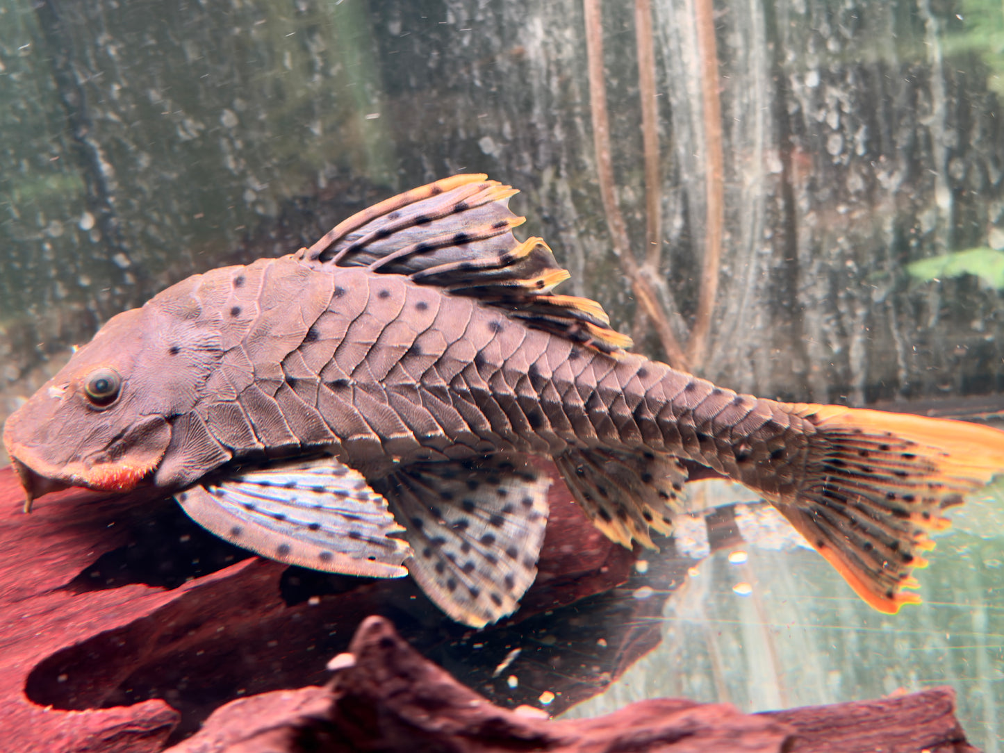 L95 Tannenzapfenwels Pseudorenilepis genibarbis 28-32cm