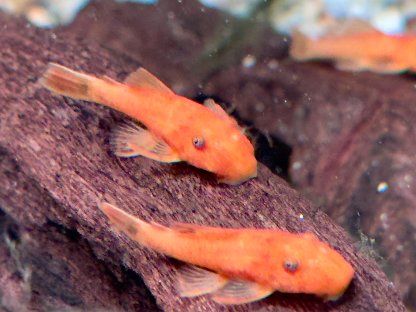 LDA 16 Roter Antennenwels Ancistrus sp.