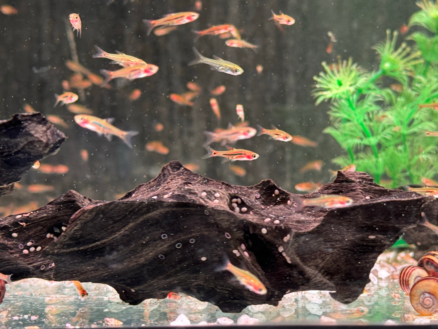 Längsband Zwergbärbling I Schwanzfleckbärblinge Boraras urophthalmoides