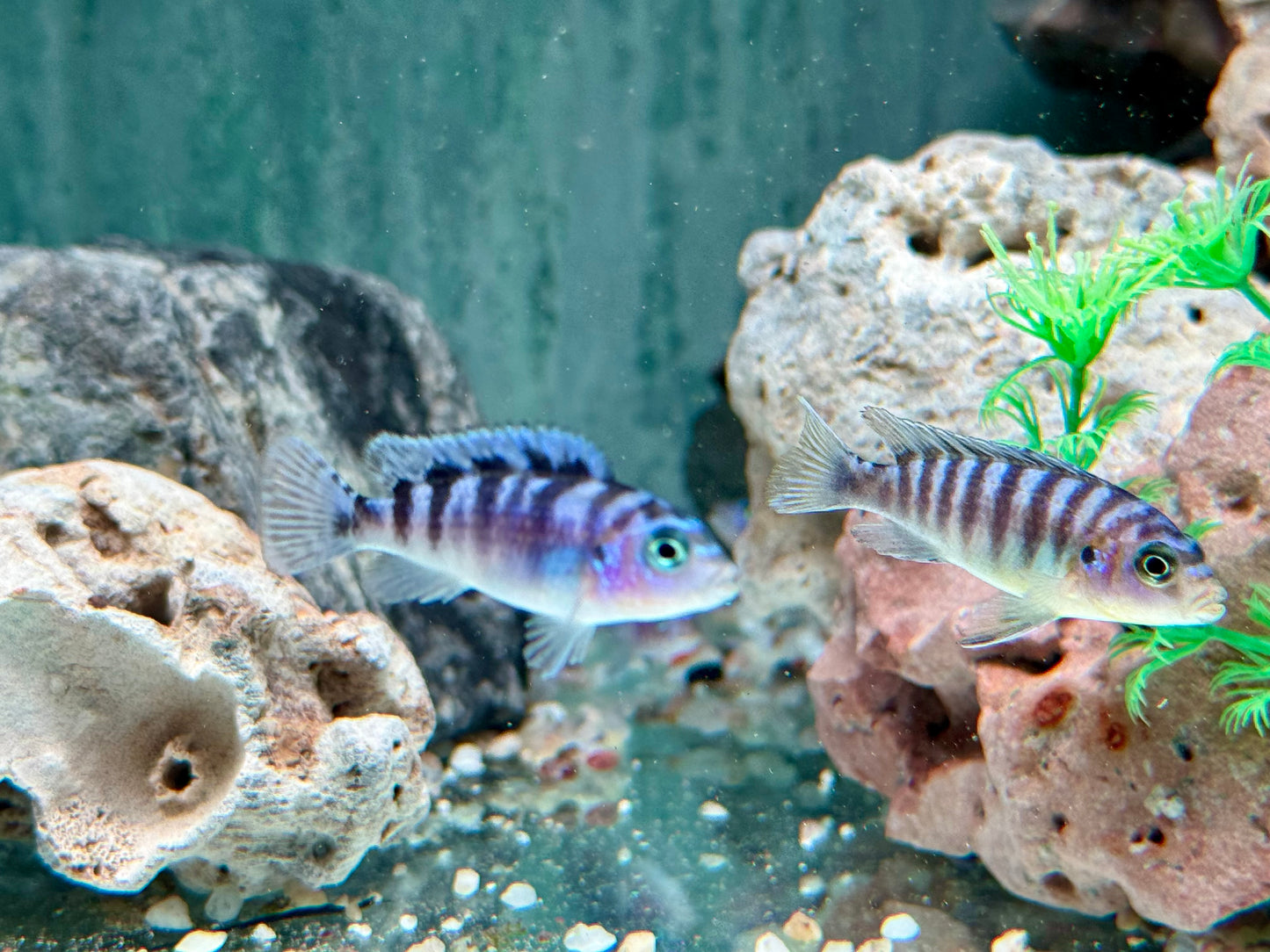Lambardoi Maulbrüter Pseudotropheus lombardoi