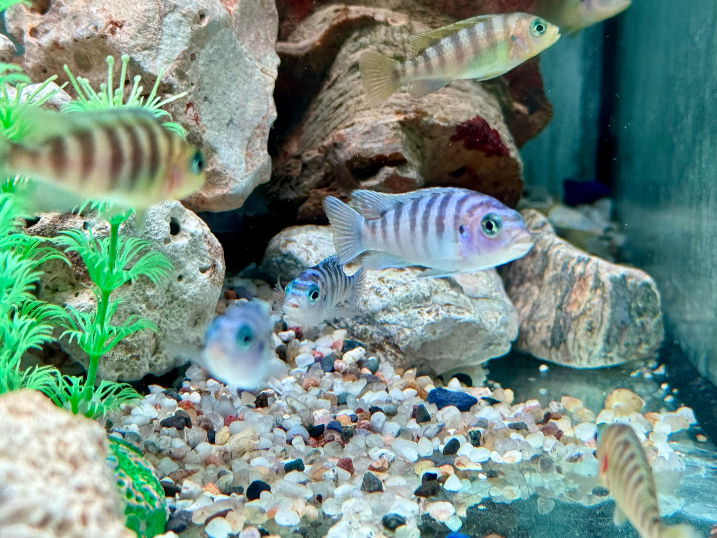 Lambardoi Maulbrüter Pseudotropheus lombardoi
