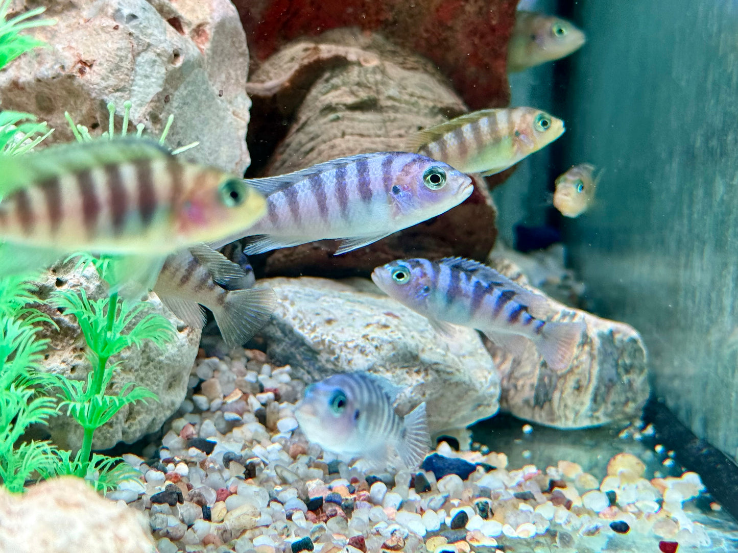 Lambardoi Maulbrüter Pseudotropheus lombardoi