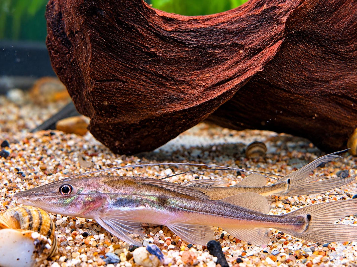 Langschwanz Spatelwels Platysilurus mucosus 10 cm