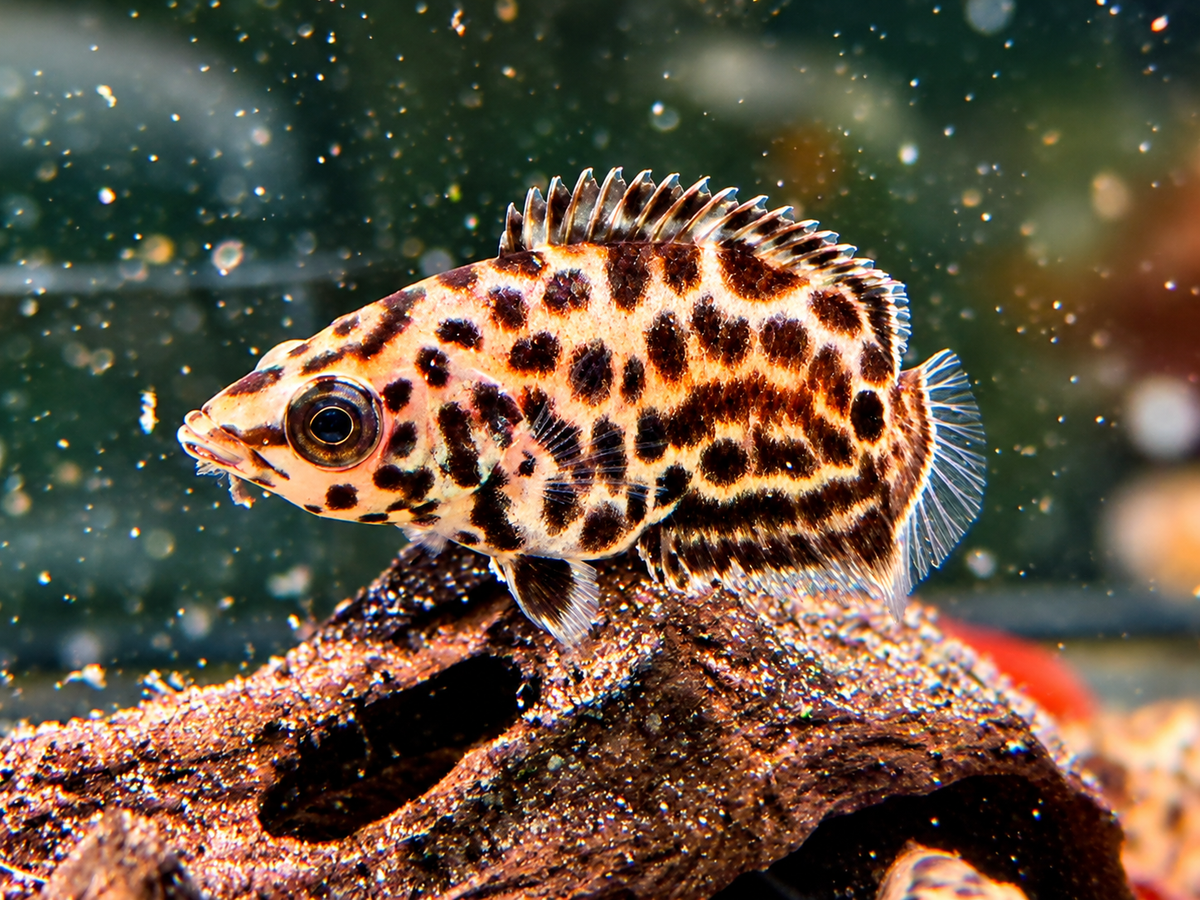 Leopard Buschfisch Ctenopoma acutirostre 5-6 cm
