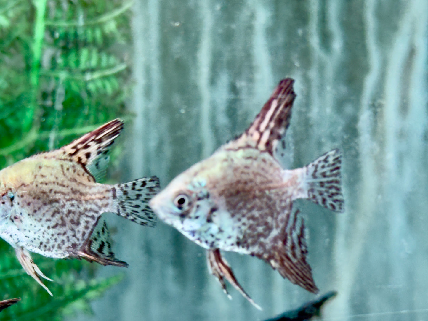 Leopard Skalar Pterophyllum scalare