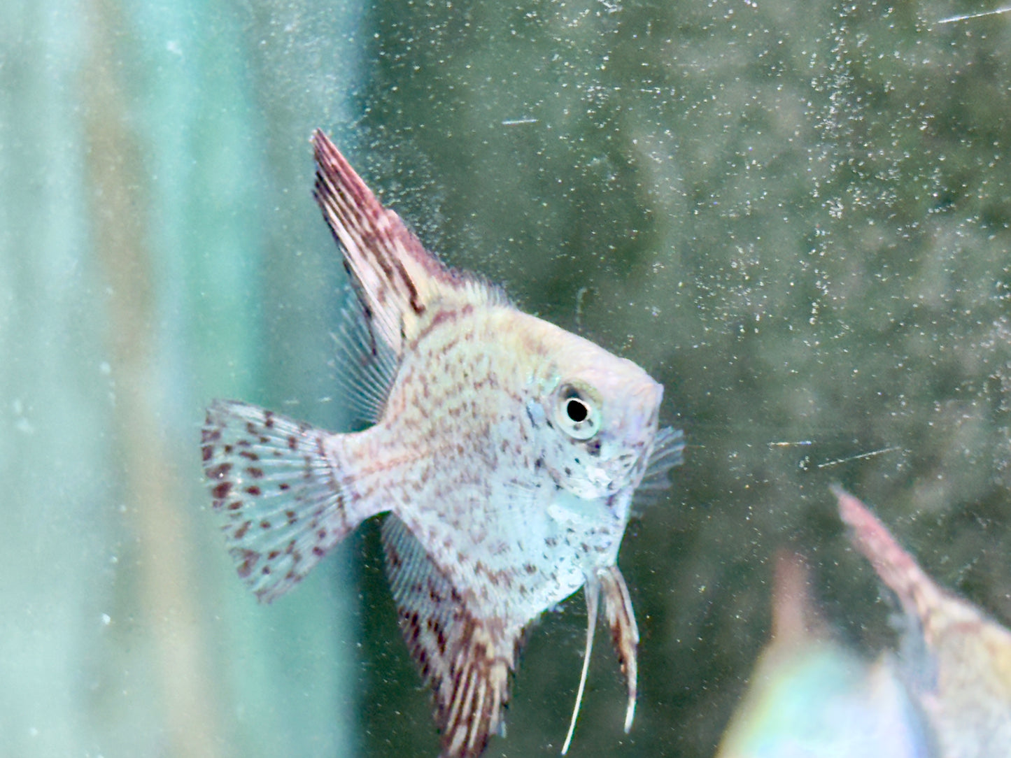 Leopard Skalar Pterophyllum scalare