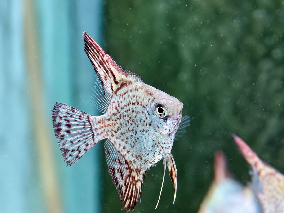 Leopard Skalar Pterophyllum scalare