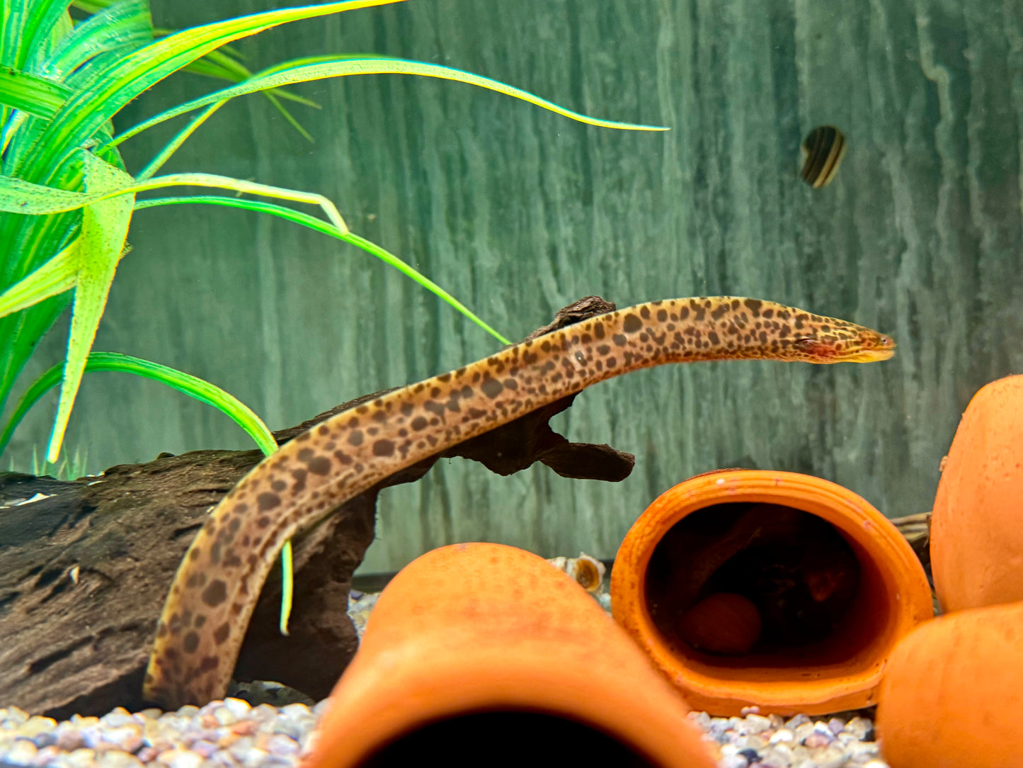 Leopardmuräne Gymnothorax polyuranodon