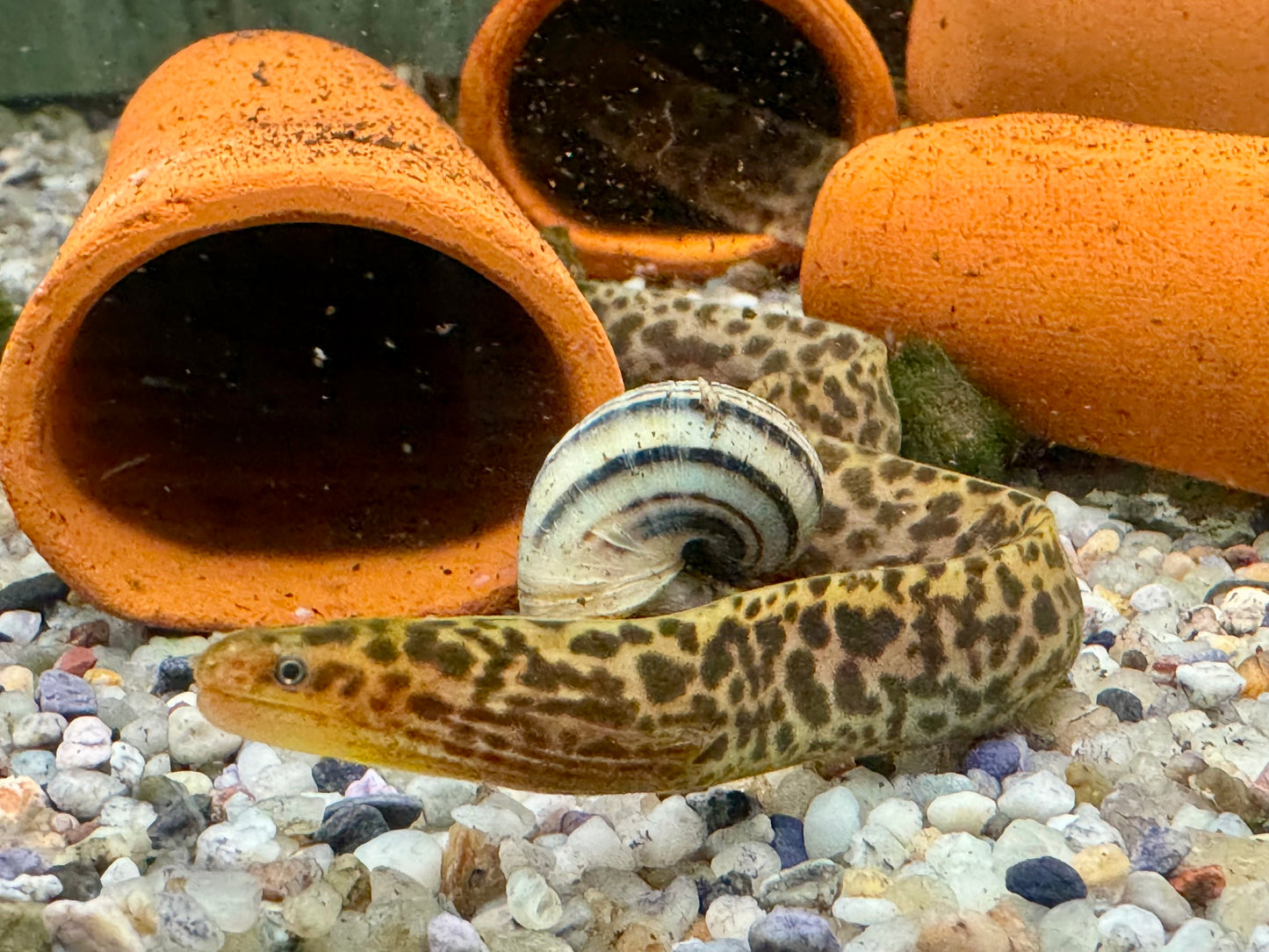 Leopardmuräne Gymnothorax polyuranodon