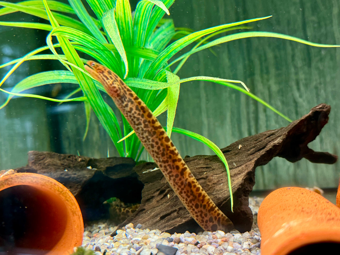 Leopardmuräne Gymnothorax polyuranodon