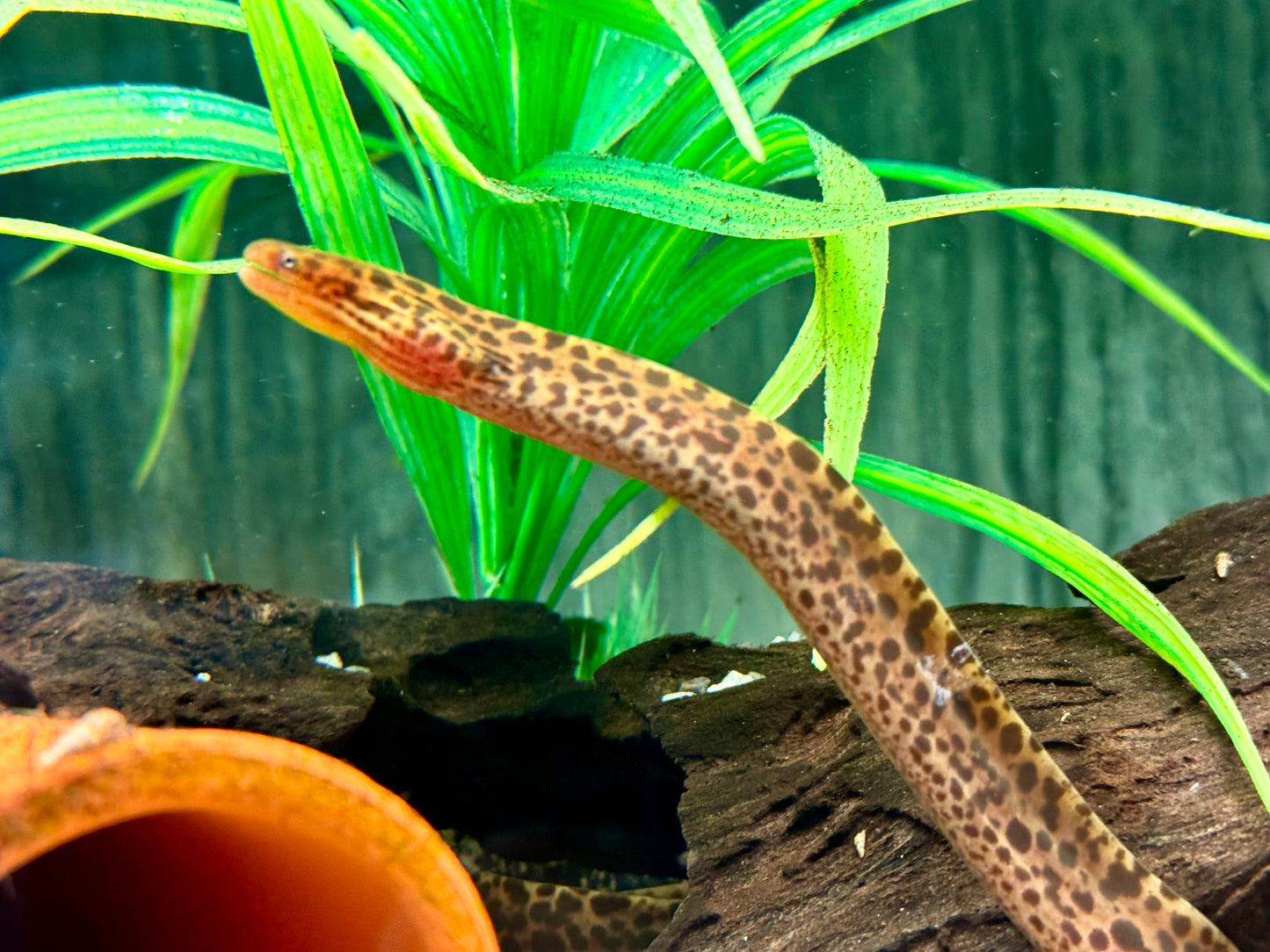 Leopardmuräne Gymnothorax polyuranodon