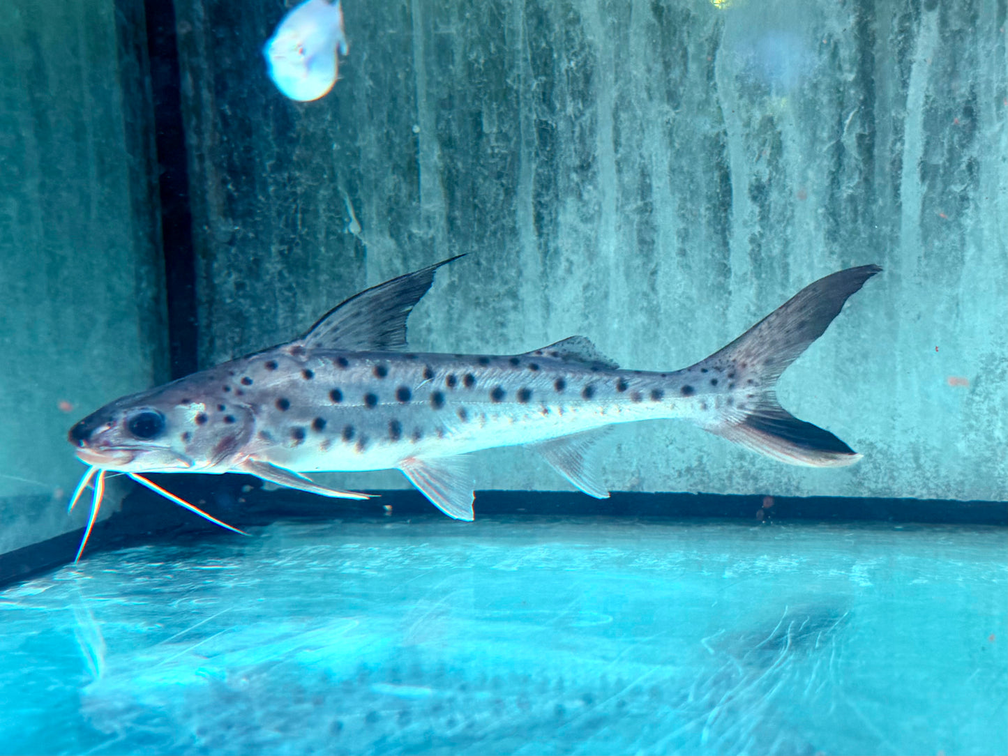 Lince Catfish Platynematichthys notatus 20-22 cm