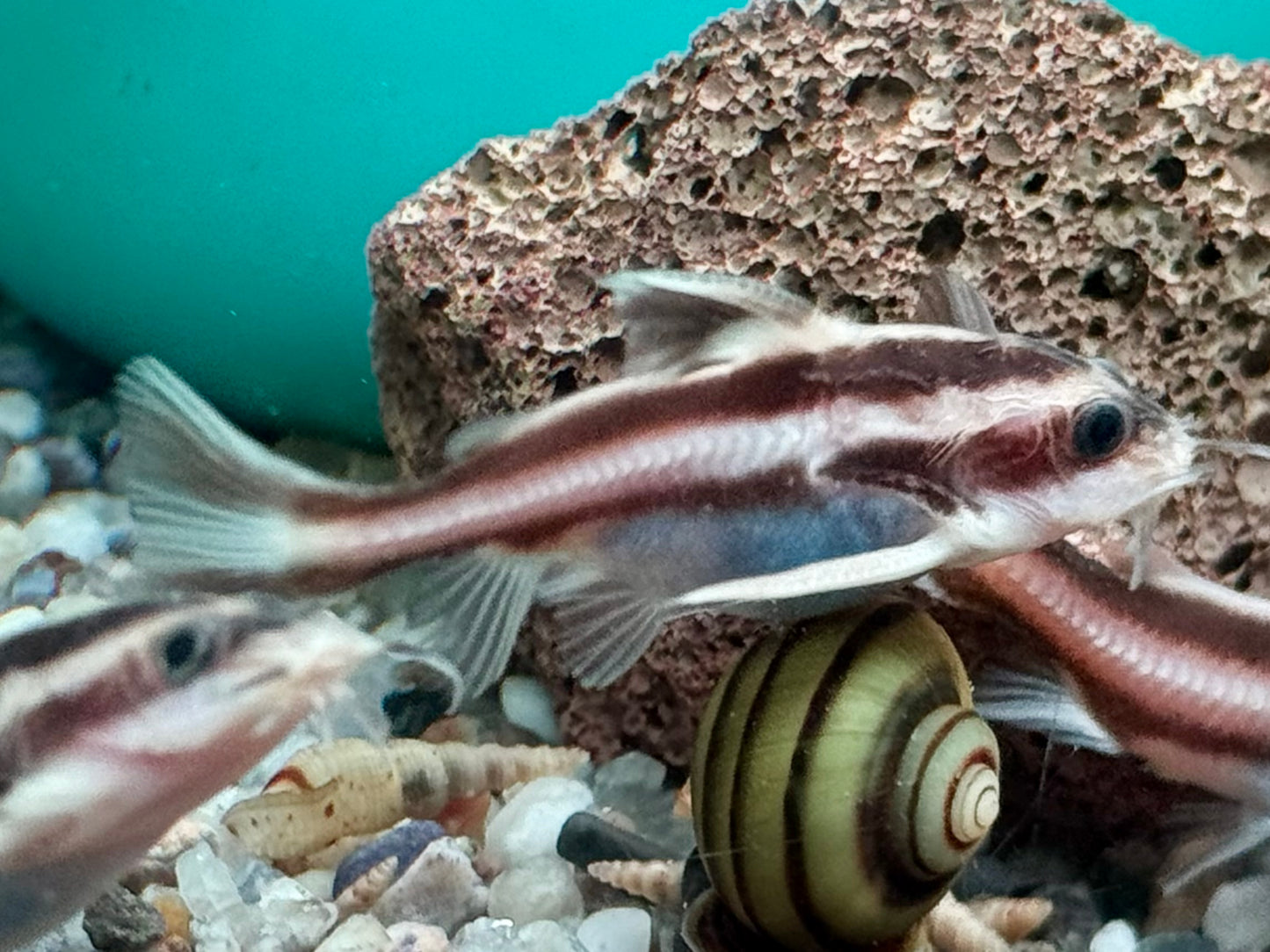 Liniendornwels Platydoras costatus