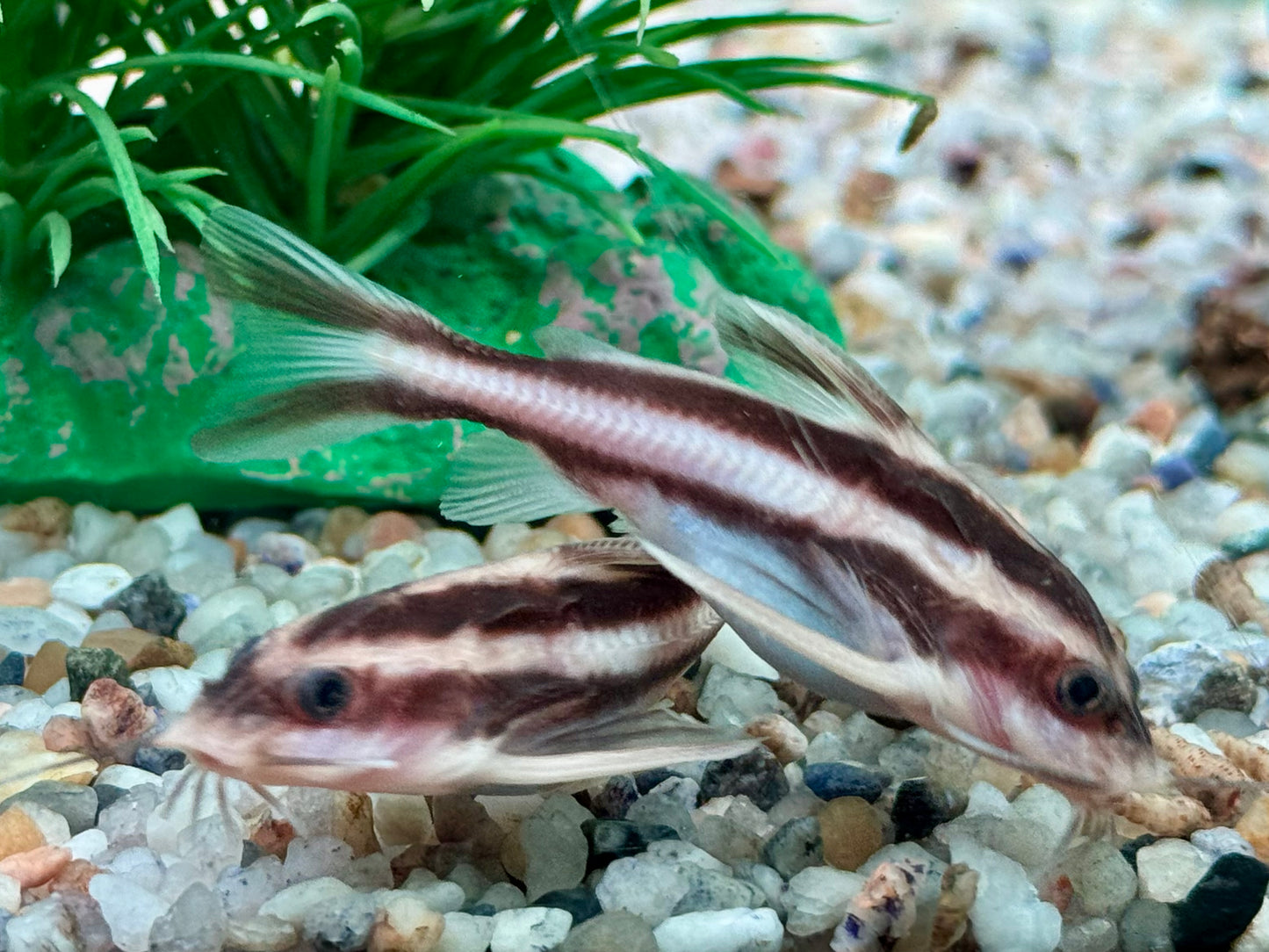 Liniendornwels Platydoras costatus