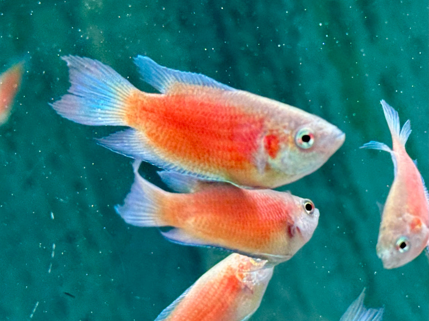 Makropode super rot Macropodus opercularis
