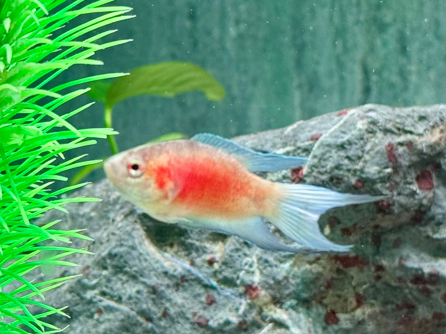 Makropode super rot Macropodus opercularis