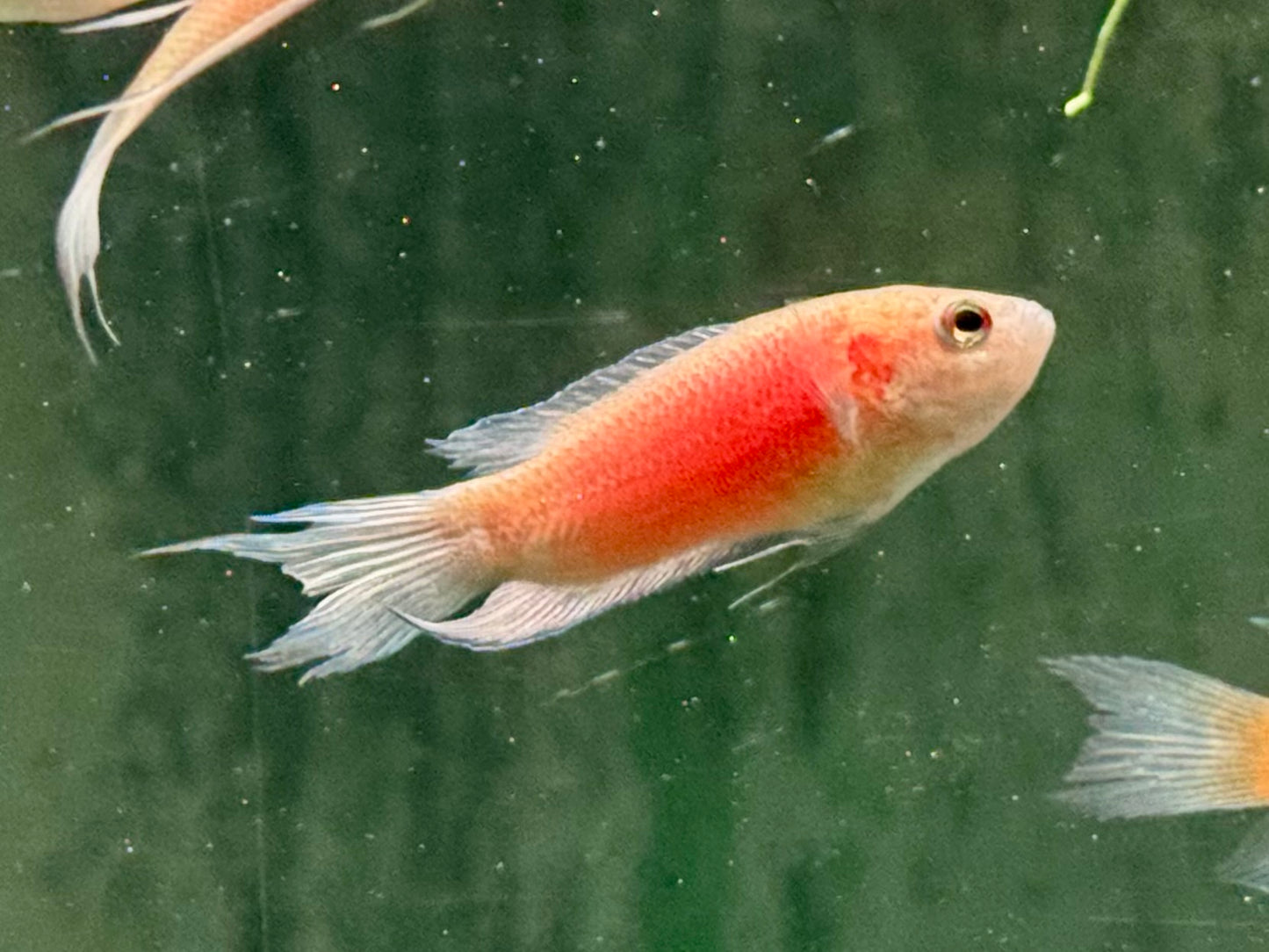 Makropode super rot Macropodus opercularis