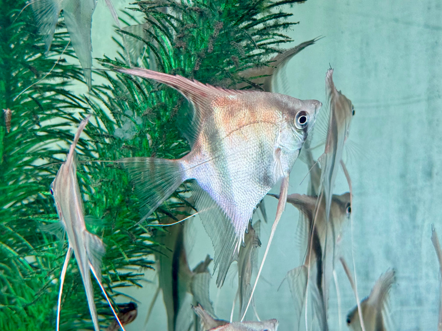 Manacapuru Rotrücken Skalar Pterophyllum spec. L-XL